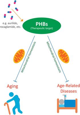 Role of Prohibitins in Aging and Therapeutic Potential Against Age-Related Diseases